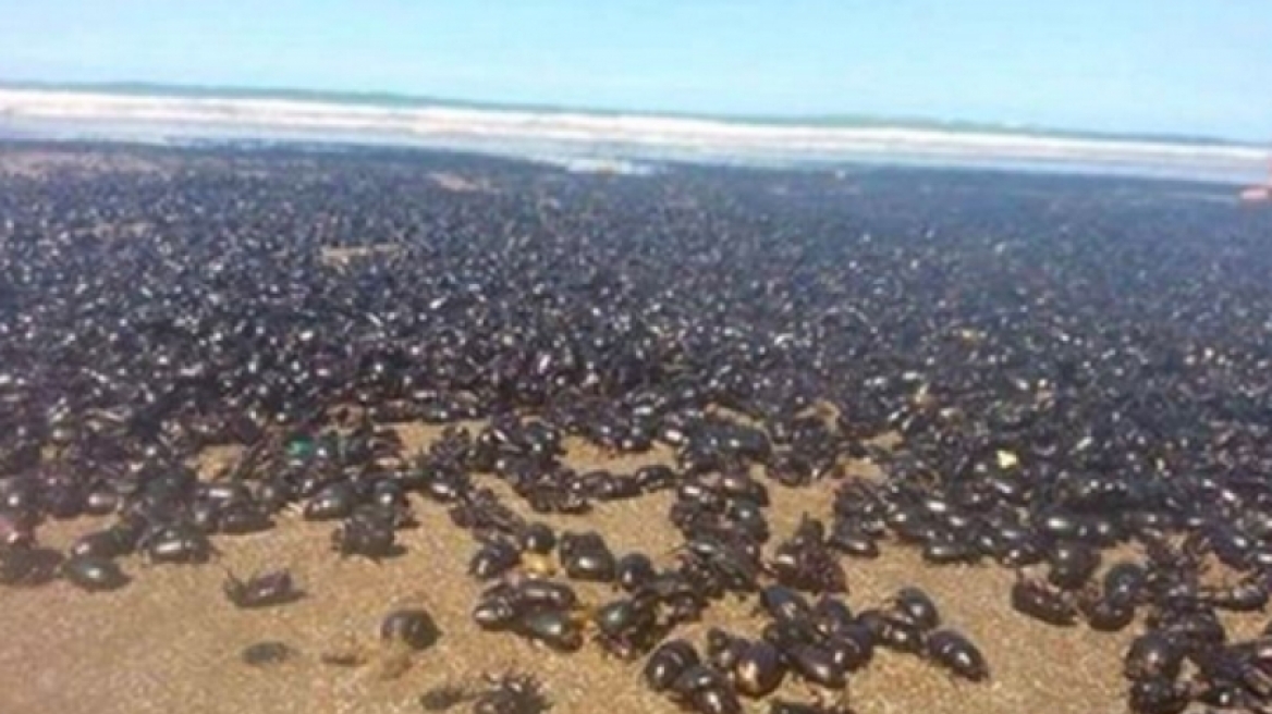 Εκατομμύρια σκαθάρια κατέλαβαν τις ακτές της Αργεντινής - Πωλούνται 46 δολάρια το κιλό από τους ντόπιους